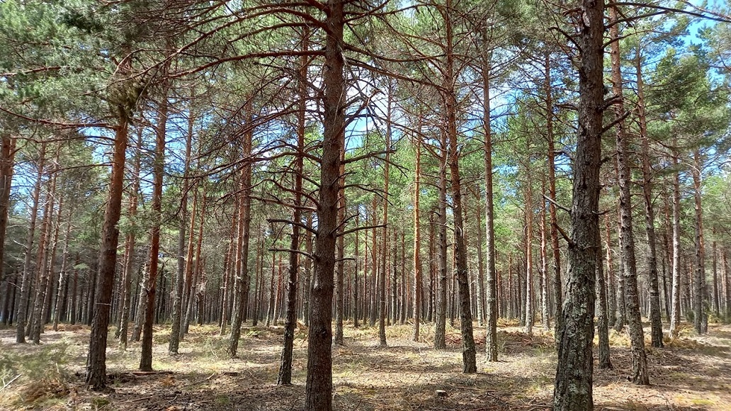 Axencia Galega da Industria Forestal
